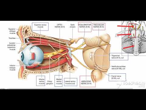 Recti muscles of eye ball 4