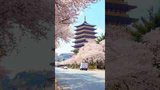 Peaceful day in Japan with Cherry blossoms 🤍🤍