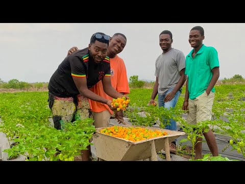 , title : 'Habanero Farming Explained | How To Start A Successful Habanero Farm -All You Need To Know #habanero'