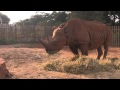 Africa Waka Waka HD 1080p