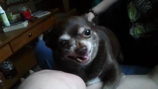 preview picture of video 'Protective chihuahua named baby.'