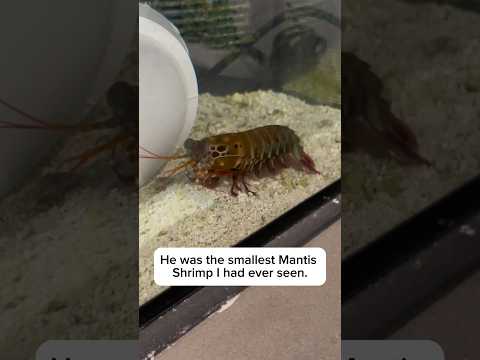 The story of my Mantis Shrimp Kaiju