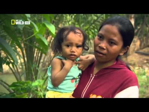 Wild discovery channel animals Monster Croc Hunt   Animal planet documentary films HD