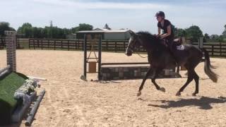 Castello Z- Fancy Hunter Prospect for Sale!