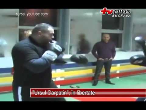 Ursul Carpatin in liberate 17.01.2013