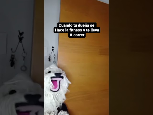 Vídeo relacionado con Como perro y gato Mía 2