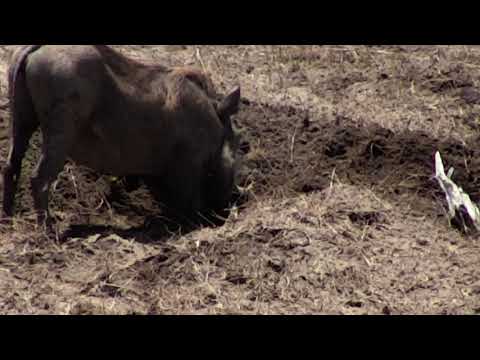 Djuma: Warthog family of three - 14:00- 11/08/18