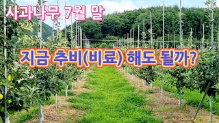 사과나무 지금 추비(비료)해도 될까?