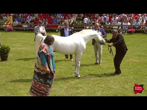 N.87 AMOROSO DE SALVADORA - Bruges 2018 C European - 7-9 Years Old and Older Stallions (Class 13)