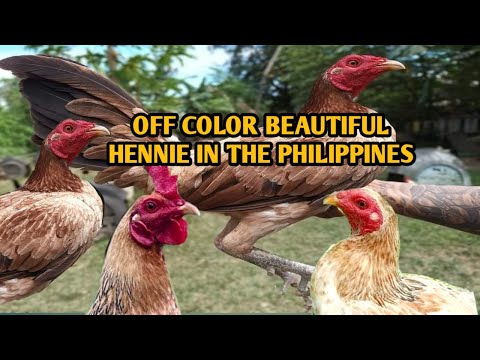 OFF COLOR BEAUTIFUL HENNIE'S IN THE PHILIPPINES
