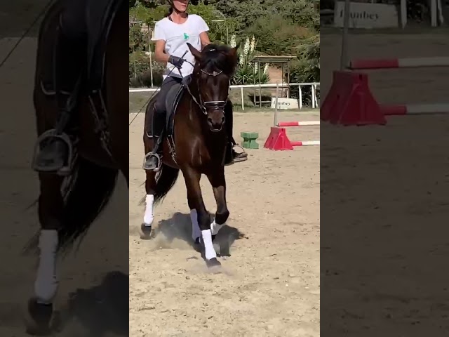 Cheval de sport