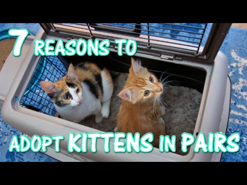 7 Reasons to Adopt Kittens in Pairs