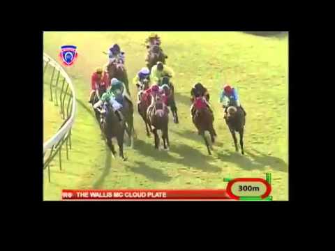 Dynastar - The Blinking Star  (Maigrot Stable)