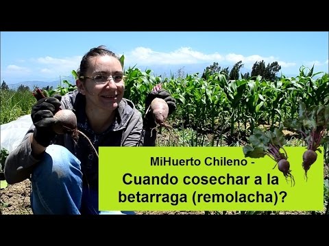 , title : 'MiHuerto Cl - Cuando cosechar la betarraga (remolacha)'