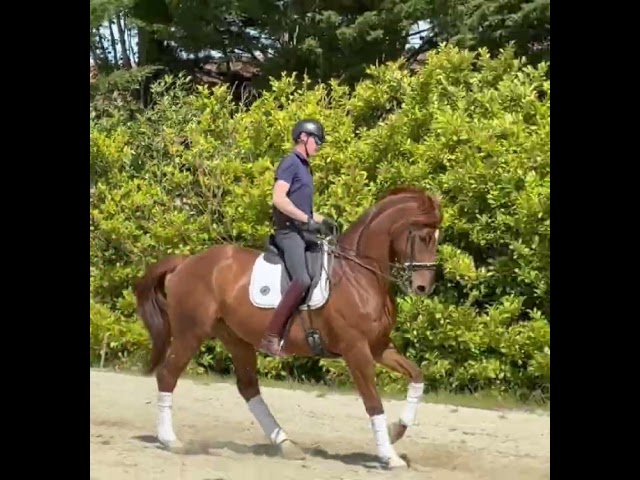 &Agrave; vendre &ndash; Hongre DWB (Danish Warmblood) - 7 ans