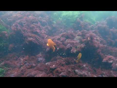 Fish poops on another fish