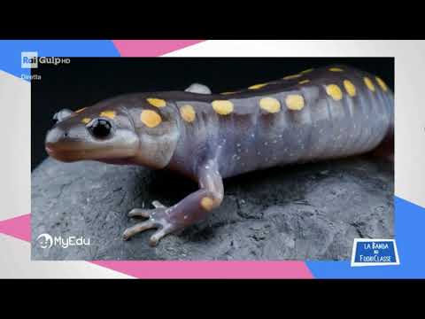 MyEdu per RAI Gulp - SCIENZE - La salamandra