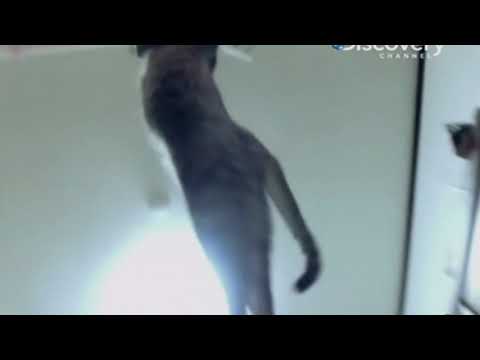 how cat jumps too high