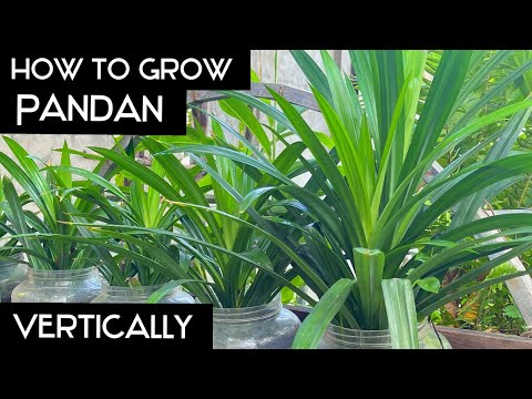 , title : 'How to GROW Pandan Vertically || Growing Pandanus at Home from Cutting'