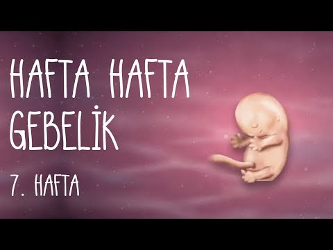 Hafta Hafta Gebelik 7. Hafta