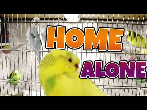 YouTube video about: Can birds be left alone for a week?