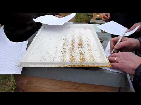 BD Varroa-Frühjahrskontrolle, Kontrolle Raum, Futter, Bienengesundheit etc. - 19. 3. 2016