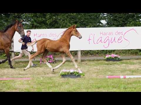 UBY TOUCH DES FLAGUES Z