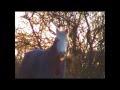 Kid Brother Collective - Fragile
