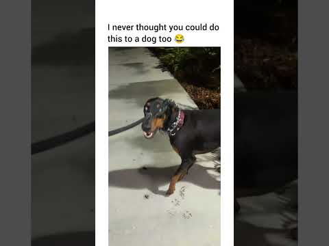 Why on earth have I never... me, a dog ragebaiting addict... thought of thiiiiis???!!!!!