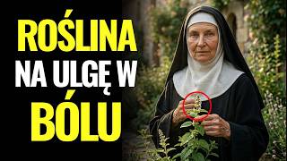 Święta Hildegarda mówiła o tej roślinie, tradycyjnie używanej do łagodzenia bólu