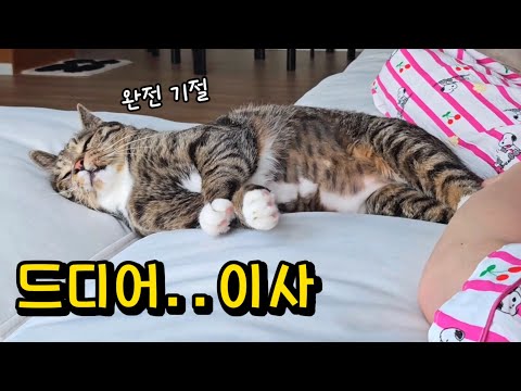 이사 첫 날, 새집을 본 고양이의 행동에 눈물 날 뻔 했어요 : 두 배, 아니 세 배 더 커진 호동이네 집