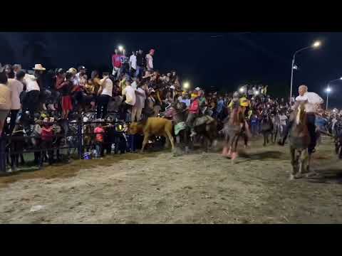 Toros coleados en urachiche estados Yaracuy VENEZUELA 🐎