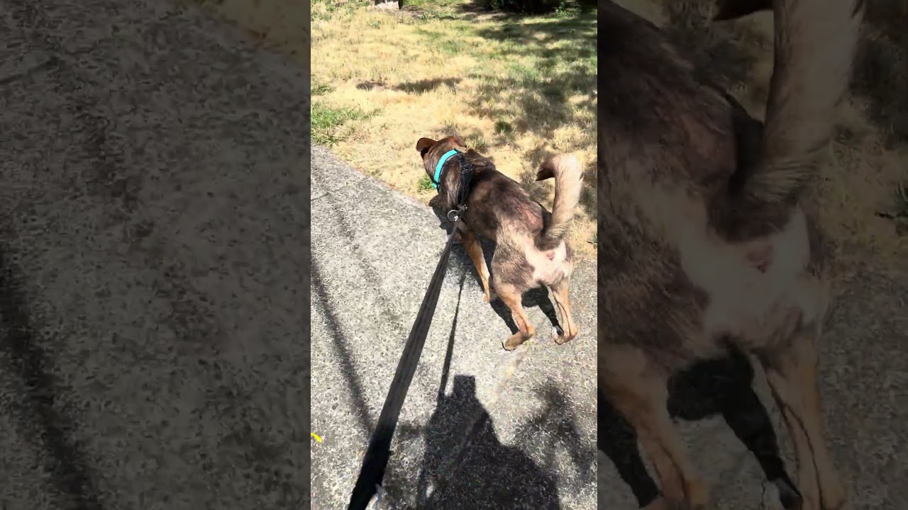 Enlarge Layla, a ADOPTABLE mixed breed in Tigard, OR video 6/6