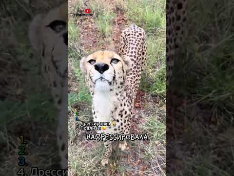 ТОП 5 видео с гепардами 🐆
