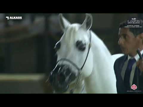 N 140 DSA BABY DHALL   Katara Int  Arabian Peninsula Horse Show 2023   Mares 11+ Years Old Class 9