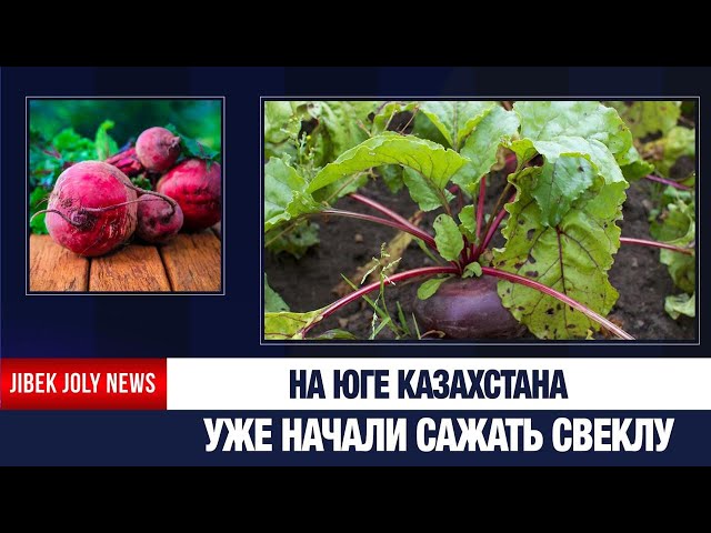 Столовую свёклу начали сажать на юге страны