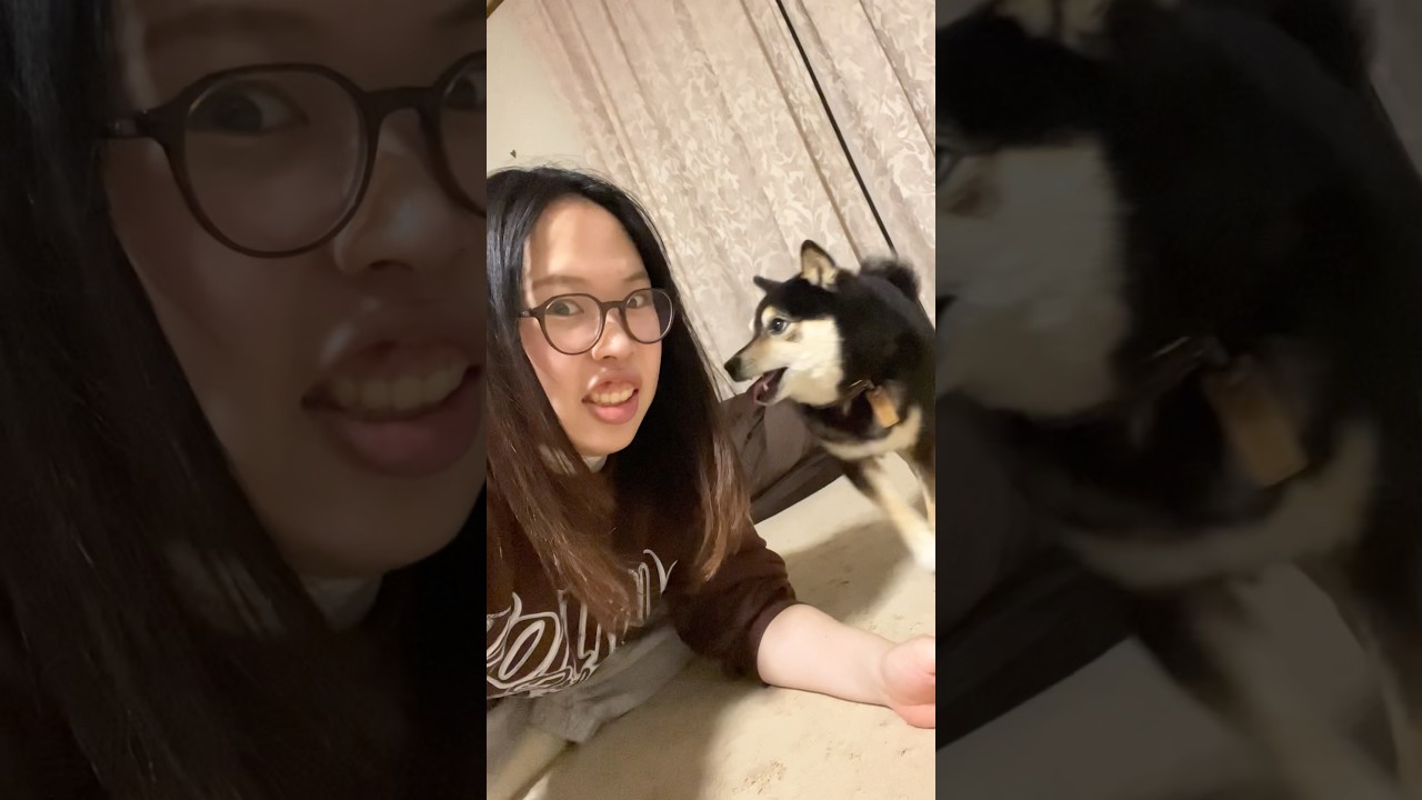 #実家犬あるある　#豆柴がいる暮らし