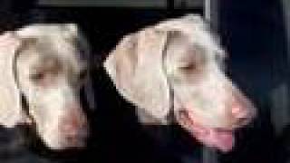 preview picture of video 'Weimaraners Stormy & Twister'
