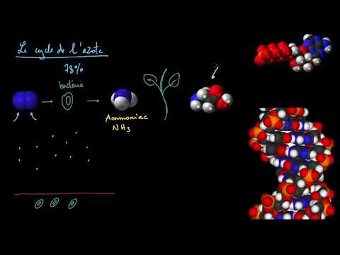 Le cycle de l'azote