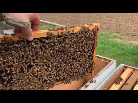 When to expand a #colony or give them another box | 80/50 rule | #beekeeping