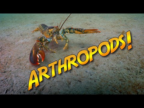 Marine Arthropods:  Bugs of the Sea? | JONATHAN BIRD'S BLUE WORLD