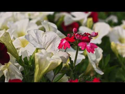 Unser Verkauf und Gärtnerei