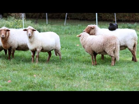 23. Welche Tiere kann man mit Hühnern zusammen halten?