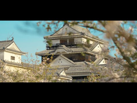 松山城 桜 2024