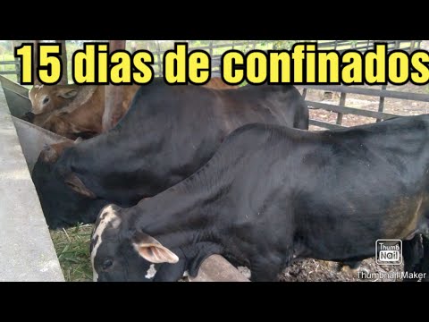 garrotes com 15 dias confiados a base de capiacu e consentrado!