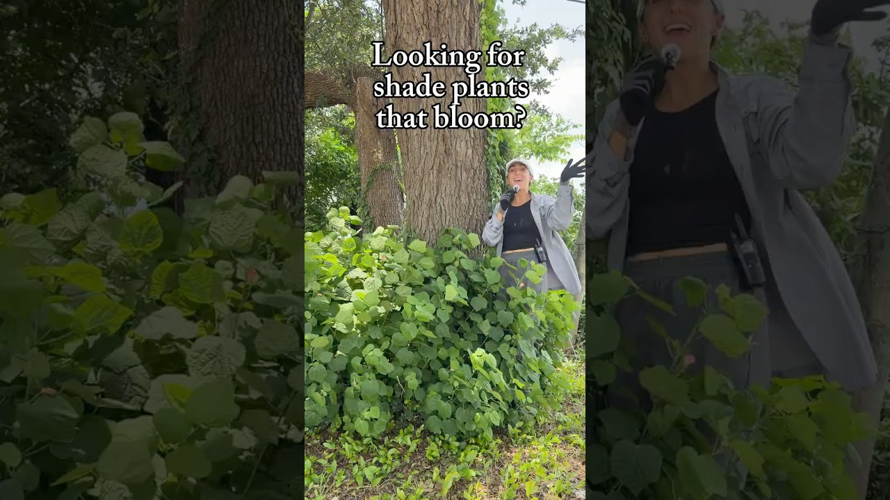 Blooming Shade Plants for Texas Landscapes! 🌸