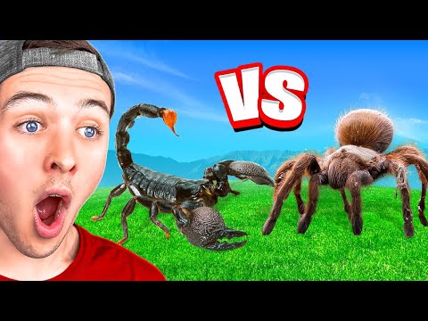 BeckBros React To TOP 5 BUG FIGHTS