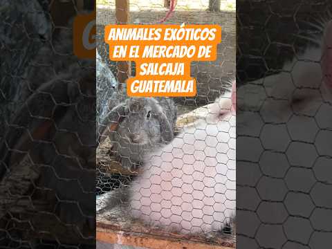 ¡ENTRÉ AL MERCADO MÁS EXTRAÑO DE GUATEMALA! 🇬🇹 )#Guatemala #Salcajá #ExplorandoGuatemala #Aventura