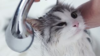 Чем помыть котенка если нет специального шампуня