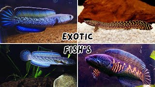Exotic Fish at Fish & Aquarium hobby Store Ghaziabad || Exotic fish in Wholesale price
